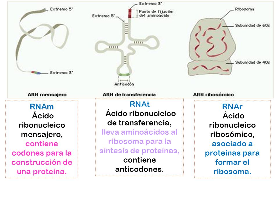 arn mensajero transferencia y ribosomal